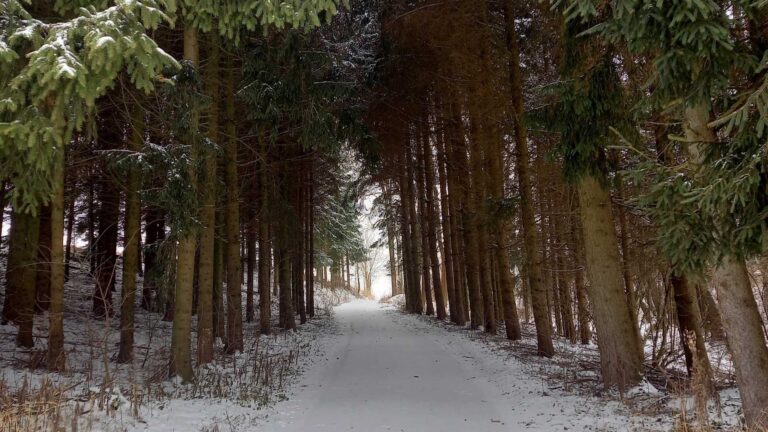 Weihnachtslicht: Dein DIY Weihnachtsduft für eine kreative Adventszeit. Canophea by Lena Hackl