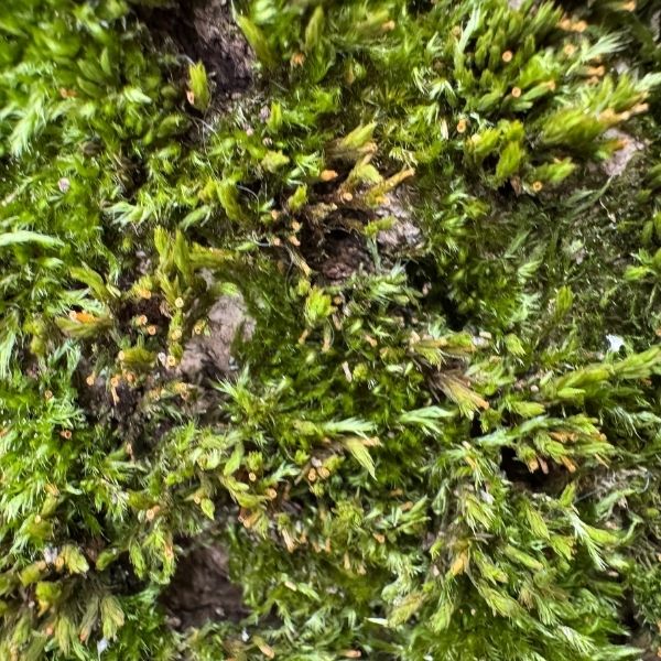 Markenidentität und Online-Auftritt: Analyse mit Fokus auf Sprache, Gestaltung und Authentizität.